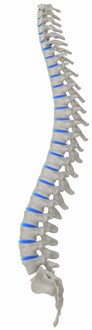 Posture Spine